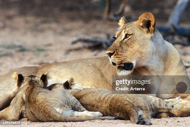 African lioness suckling two cubs in the Kalahari desert, Kgalagadi Transfrontier Park, South Africa.