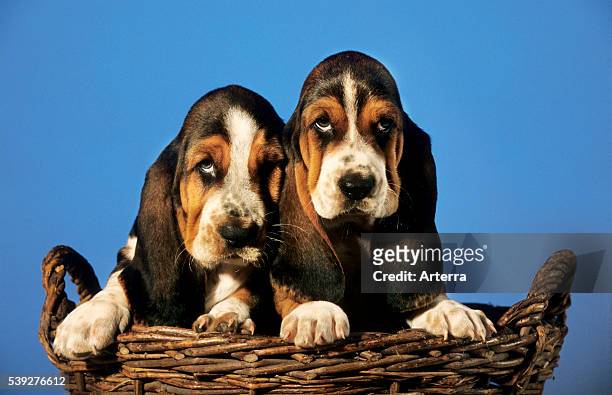 Two cute Basset hound dog pups sitting in a basket.