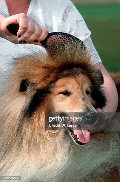 Woman brushing coat of Rough Collie / Long-Haired Collie, UK.