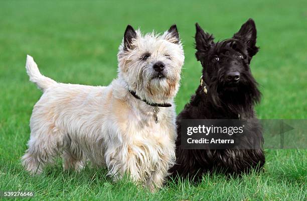 Two terriers, white Cairn Terrier and black Scottish Terrier posing together on lawn in garden.