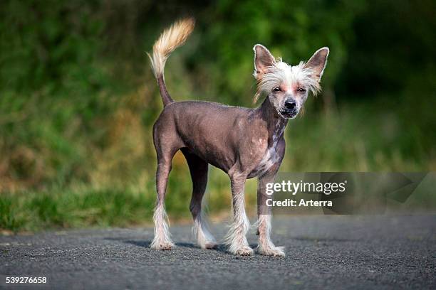 Hairless Chinese Crested Dog Photos And Premium High Res Pictures hairless-chinese-crested-dog-photos-and-premium-high-res-pictures