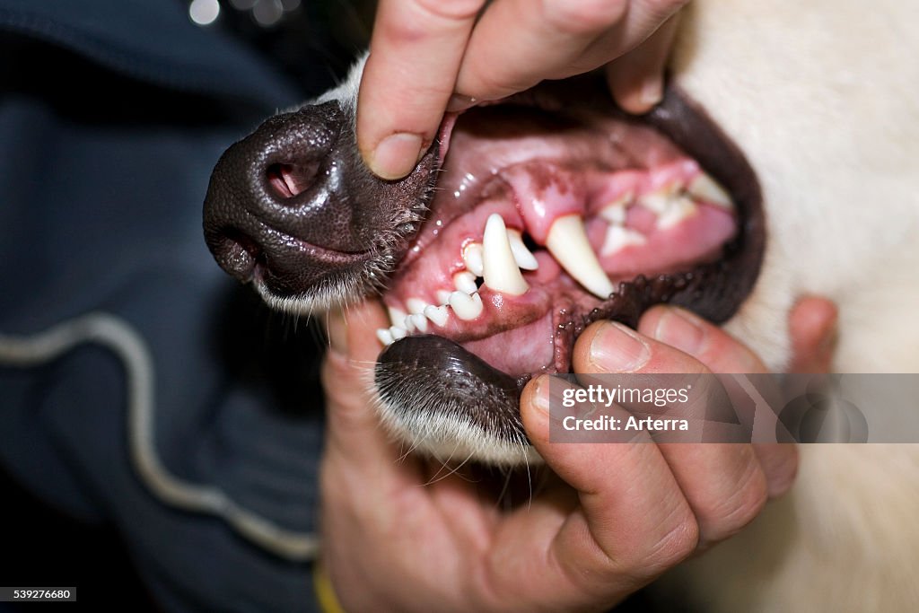 Close up of German shepherd dog showing teeth