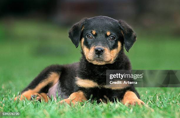 Young Rottweiler dog pup lying on lawn in garden.