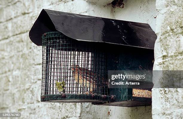 Common quail in little cage.