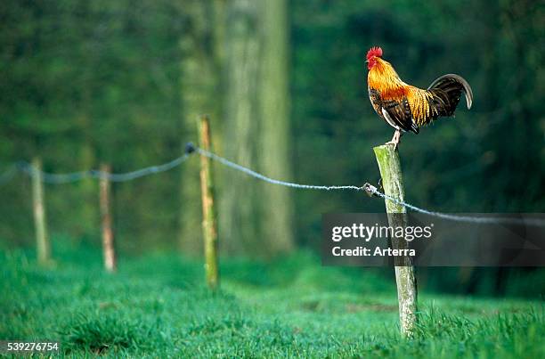 Cock crowing on fence along field.