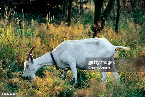 White goat grazing grass in meadow.