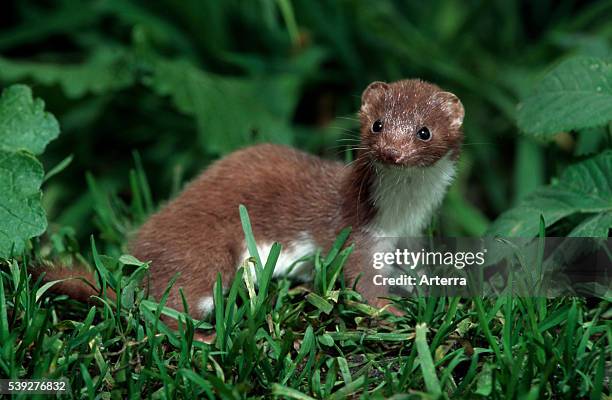 Least weasel hunting in woodland.