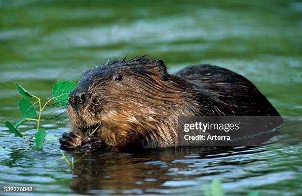 Eurasian beaver / European beaver feeding on leaves in pond, Poland.