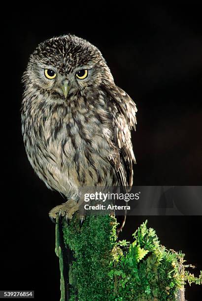 Little Owl perched on tree stump at night.