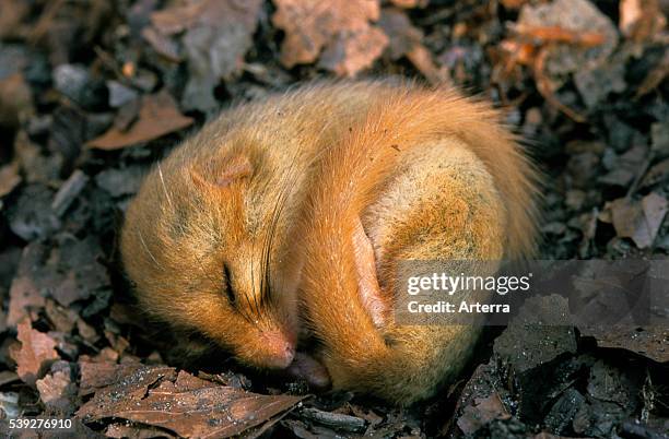 Common dormouse / hazel dormouse sleeping in leaf litter on forest floor during hibernation in winter.