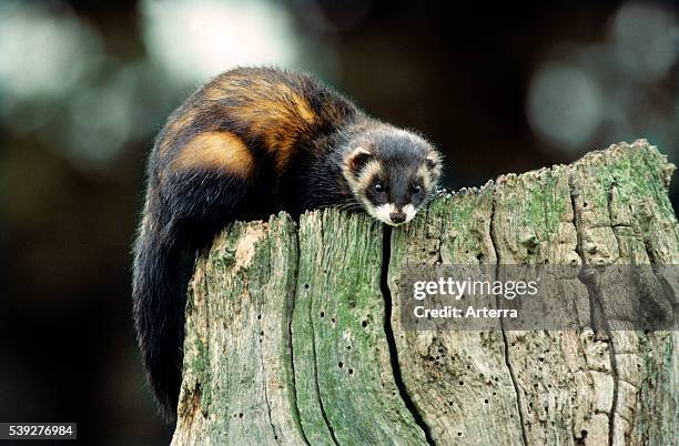 European polecat climbing tree-stump.