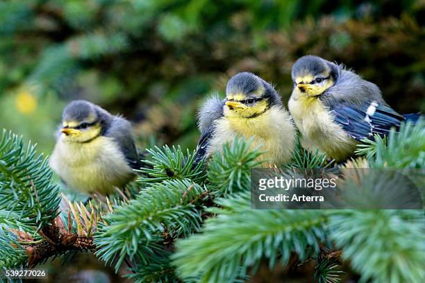 Drie jonge pimpelmezen in spar, Belgie Three Blue tit fledglings in tree, Belgium.