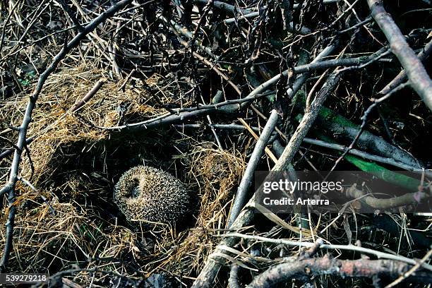 European hedgehog hibernating in nest amongst vegetation in garden.