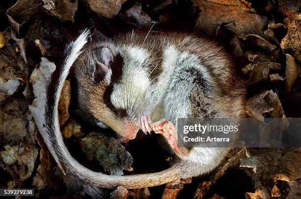 Garden dormouse hibernating by sleeping curled up in nest made of leaves in forest.