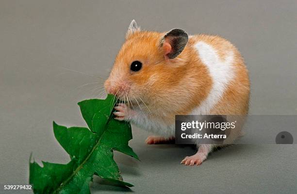 Golden Hamster eating green leaf.