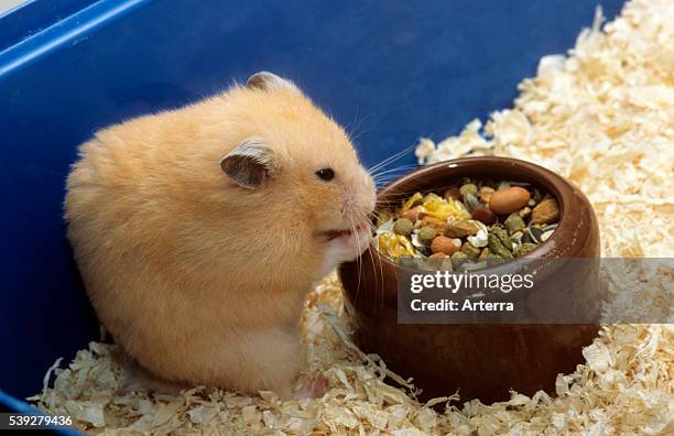 Golden hamster eating mixture of seeds and cereals in cage.