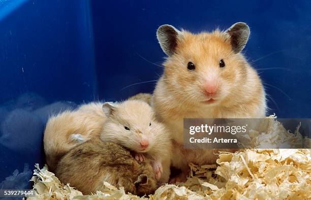 Golden Hamster with young in nest.