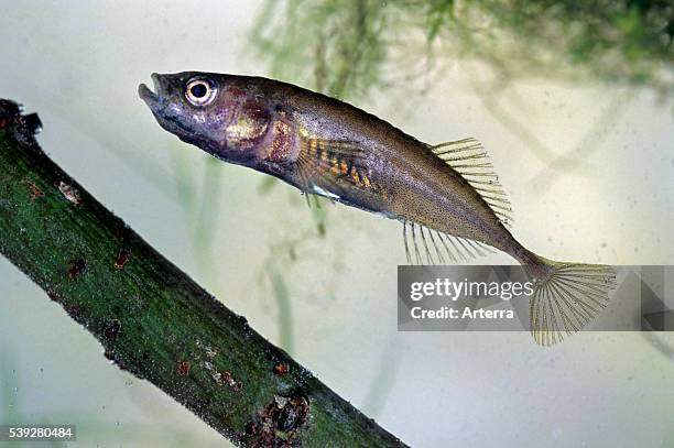 Three-spined stickleback swimming in pond.