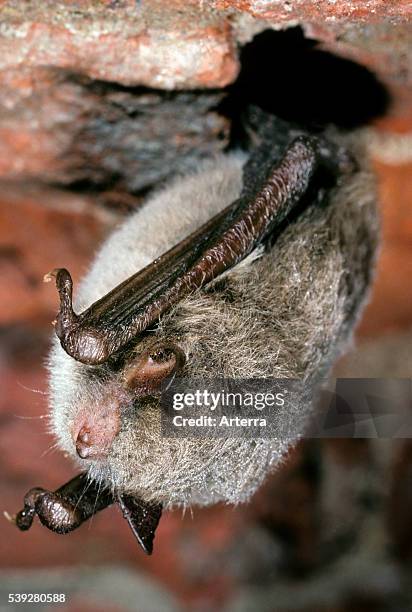 Daubenton's bat hanging in cellar to hibernate in winter.