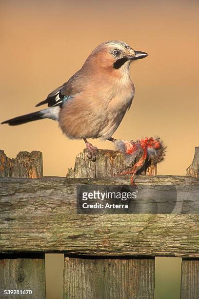 Eurasian jay perched on wooden fence and scavenging on dead mouse.