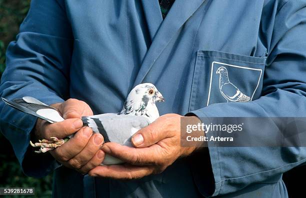 Pigeon fancier holding homing pigeon , Belgium.