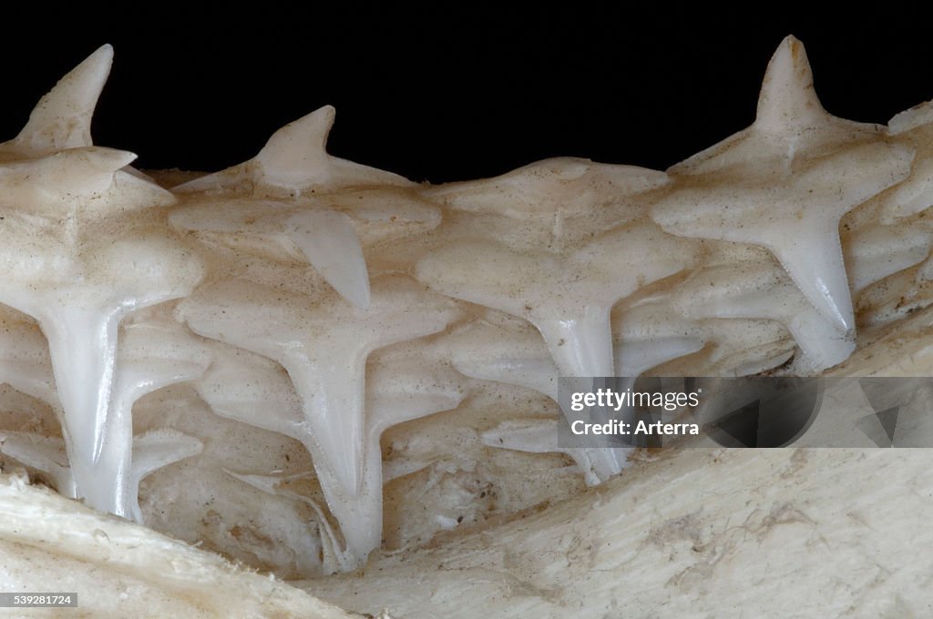 Shark lower jaw showing multiple layers of teeth