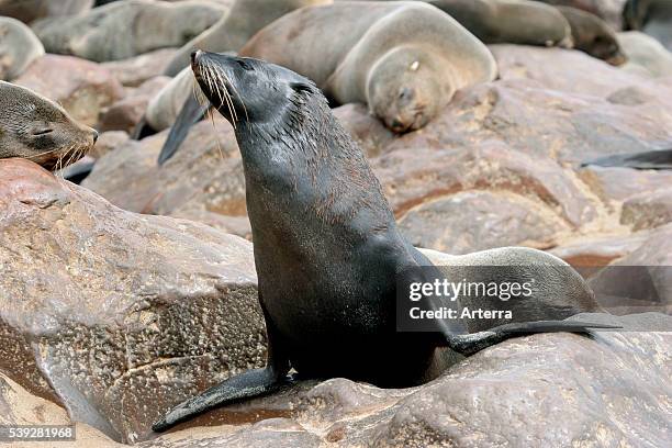 Brown fur seal on rock in Cape fur seal colony, Cape Cross, Namibia, South Africa.