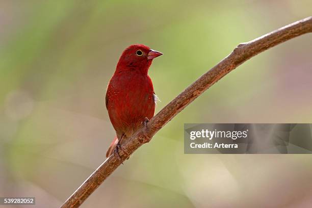 Fire Finch 134 Fire Finch Stock Photos, High-Res Pictures, and Images - Getty Images