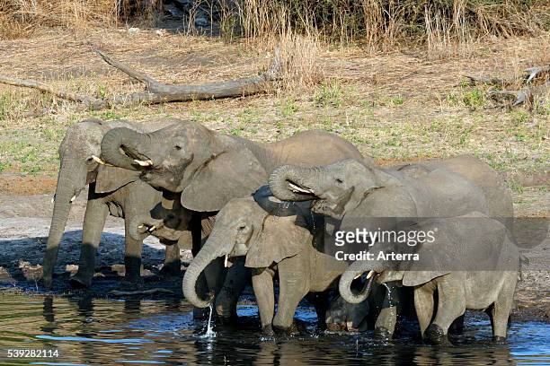 Herd of African elephants drinking water from river, Chobe National Park, Botswana, Southern Africa.