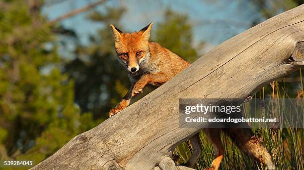 fox on the trunk - edoardogobattoni stock-fotos und bilder