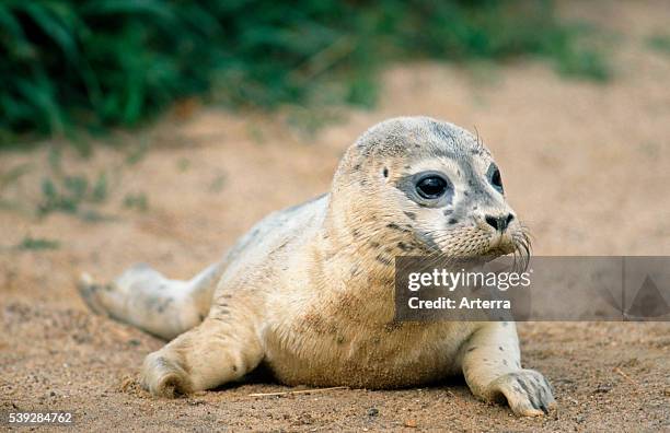 Common seal / Harbour seal pup resting on beach.