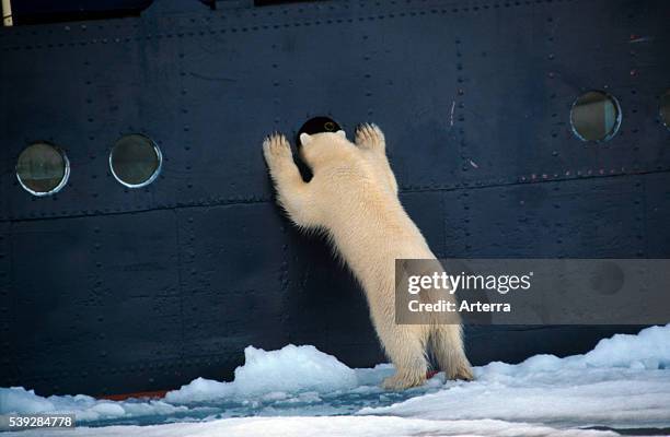 Curious Polar bear standing upright and looking through porthole into ship, Svalbard, Spitsbergen, Norway.