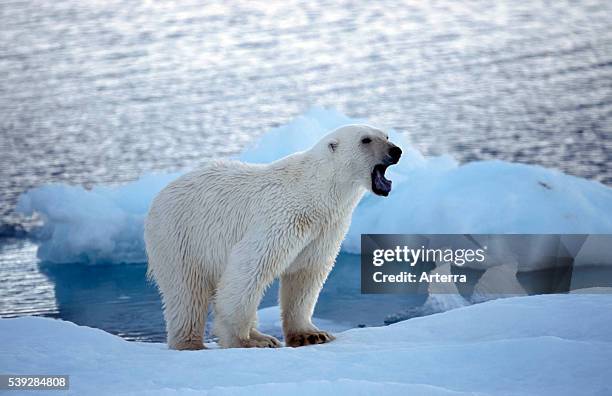 Growling Polar bear on pack ice floating in the Arctic ocean on the North Pole.