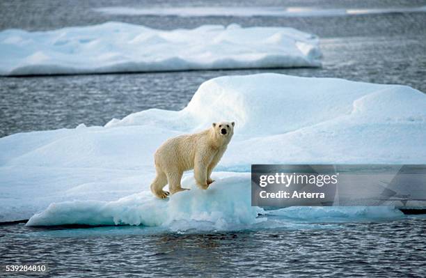 Polar bear on pack ice floating in the Arctic ocean on the North Pole.