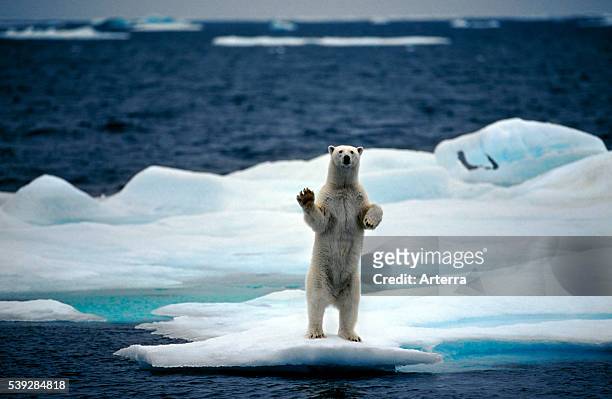 Polar bear standing upright on pack ice in the Arctic ocean on the North Pole.