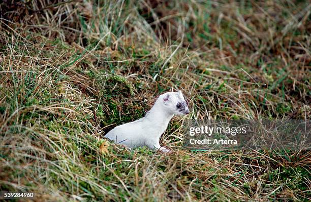 Stoat / ermine in winter coat.