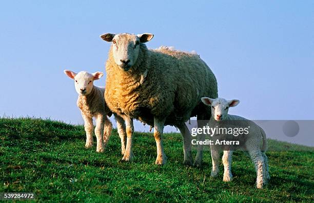 Domestic sheep ewe with two white lambs.