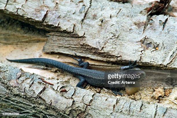 Viviparous lizard / common lizard juvenile sunning on tree trunk.