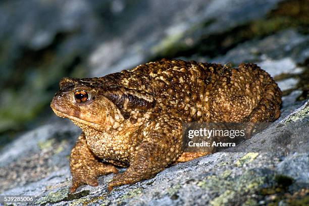 Toad On Rocks Toad Rock Photos and Premium High Res Pictures - Getty Images