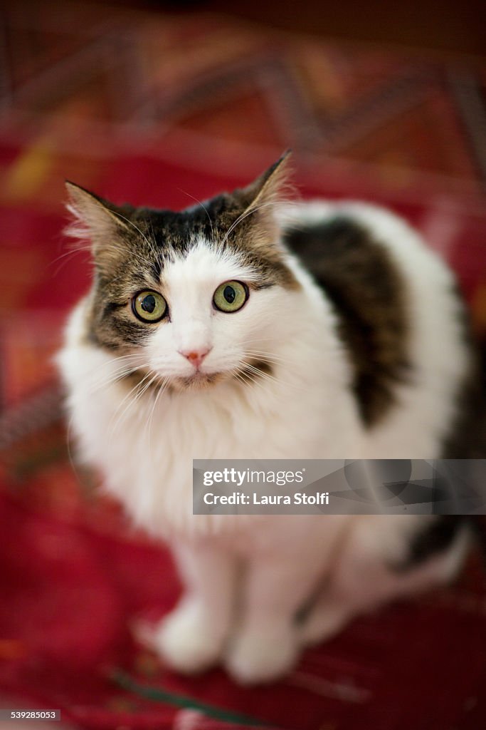 Portrait of Siberian cat sitting on kilim