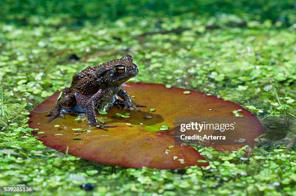 Juvenile common toad floating on lily pad in pond.