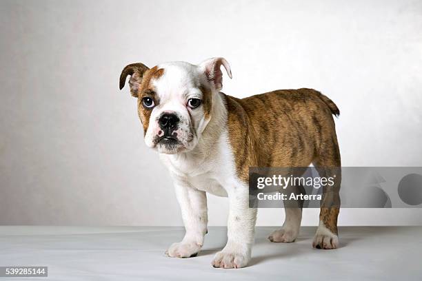 English bulldog pup , UK.
