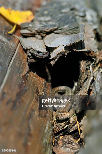 Viviparous lizard / common lizard sunning on wood pile.