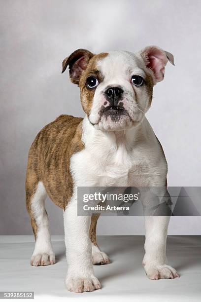 English bulldog pup , UK.