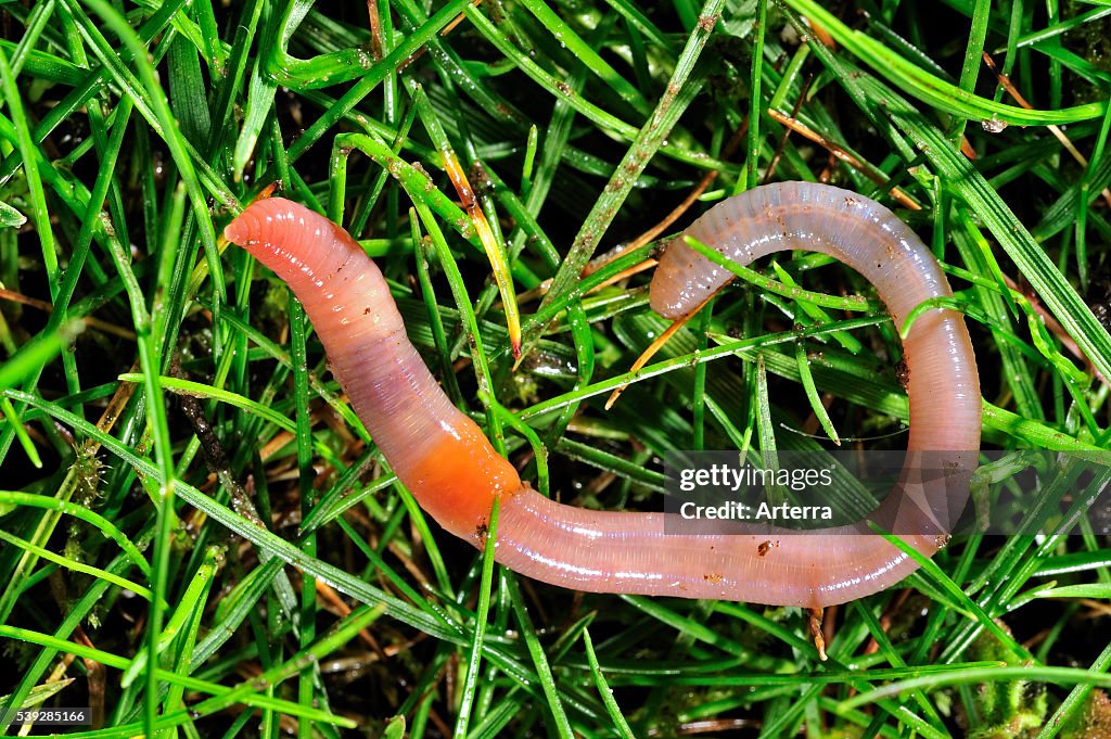 Common earthworm