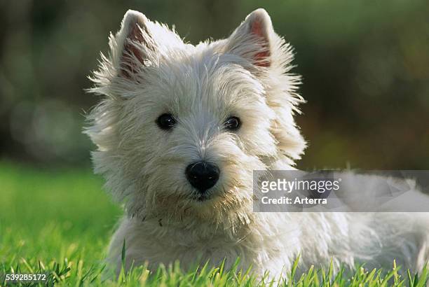 West Highland white terrier / Westie dog lying on lawn in garden, Scotland, UK.