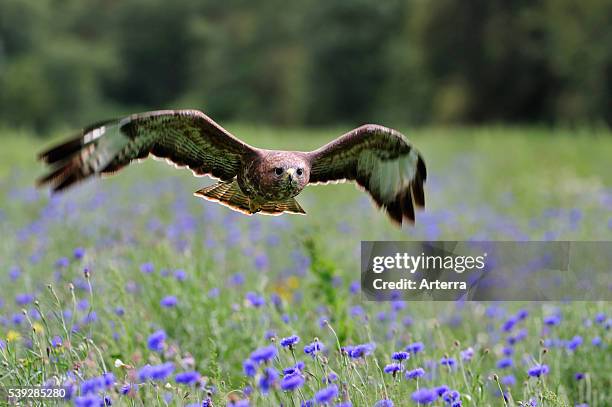 Common buzzard flying over meadow with wildflowers.