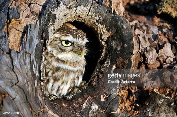 Close up of nesting Little owl sticking head out to peer from nest hole in hollow tree cavity.