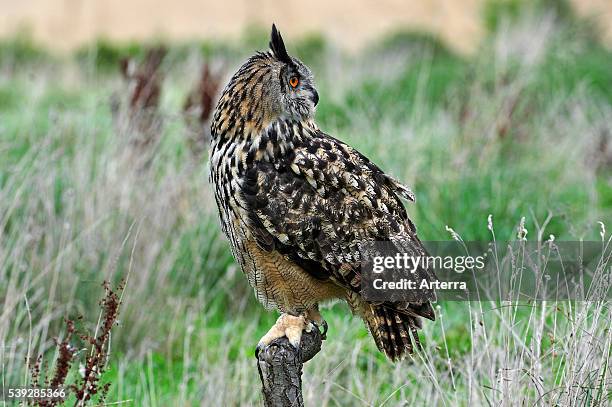 Eagle owl looking backward in meadow.