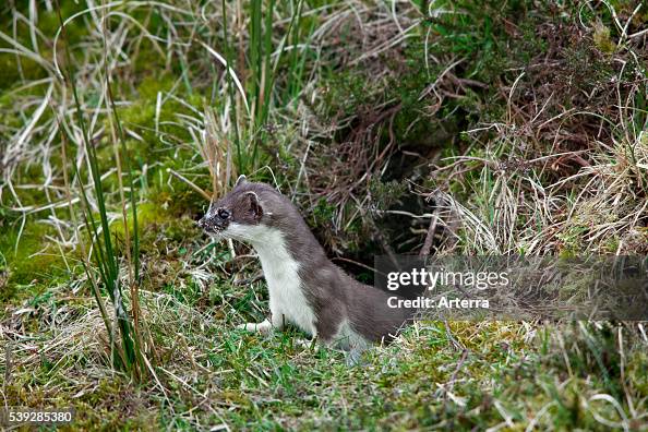 Mini Stoat Stoat / ermine / short-tailed weasel in summer coat leaving burrow ...